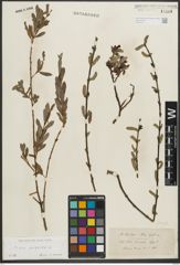 Foto von Salix purpurea L.